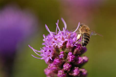 Images Gratuites La Nature La Photographie Pétale Pollen