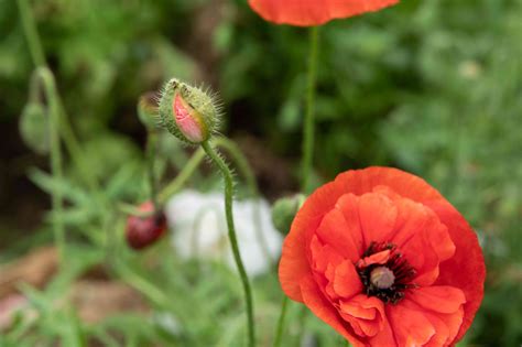 How To Grow And Care For Oriental Poppy Plants