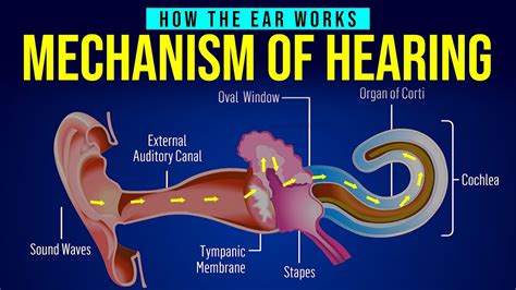 How The Ear Works Mechanism Of Hearing Human Ear Structure