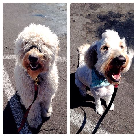 Best jobs in america 2021 new! Before and after my goldendoodle's grooming! Loving the ...