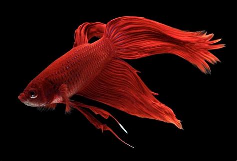 Le Poisson Combattant Alias Betta Splendens Dans Votre Aquairum