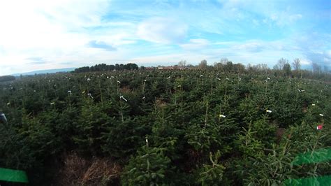 Photos And Vidéos Pépinières Grange Producteur De Sapin De Noël