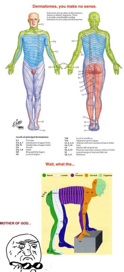 Anterior Dermatome Chart Dermatomen Pinterest Chart Medical And My