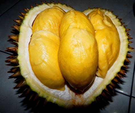 Cara Budidaya Durian Montong Durian Legit Yang Laris Di Pasaran Agrozine