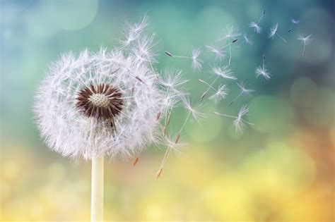The Life Cycle Of A Dandelion Hunker