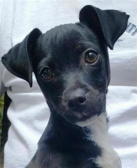 #1) chihuahuas are named after chihuahua, mexico. Adopt Nixon - Deb on Petfinder | Chihuahua terrier mix ...