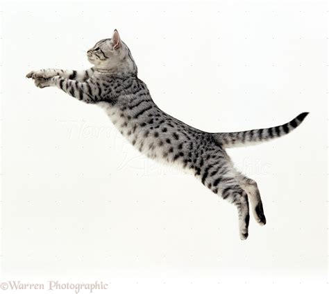 Silver Tabby Cat Leaping Photo Wp15492