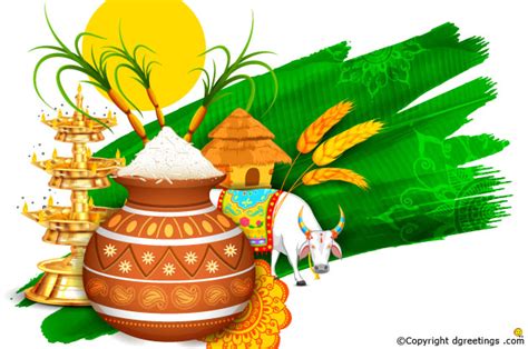 Pongal is the only festival in the indian calendar that derives its name from the dish of sweetened rice. Pongal Festival