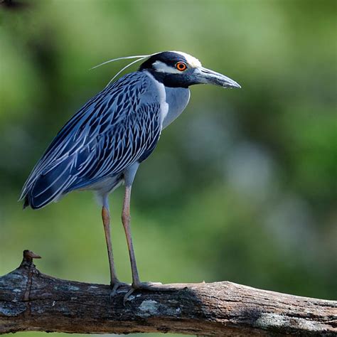 Yellow Crowned Night Heron Photo Ed Agter Photos At