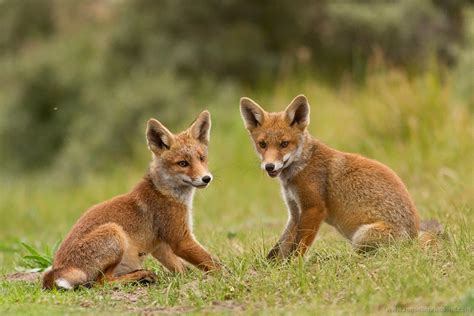 13 Fox Cubs 1 Roeselien Raimond Nature Photography