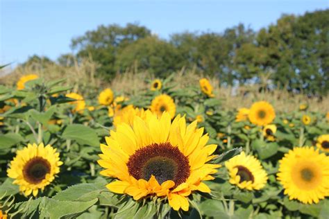 Best Sunflower Fields To Visit - Big Family Little Adventures