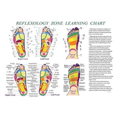 Foot Reflexology Zone Learning Chart Professional Quality Etsy