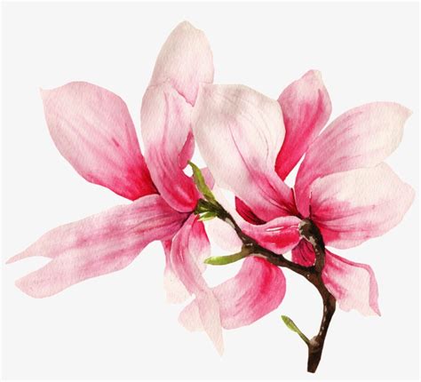 This png file is about val ,san ,cuore ,amore ,fiori. Download This Graphics Is Hand Painted Two Magnolia ...