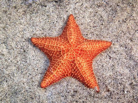 Pictures Of Star Fish Interesting Facts About Pretty Starfish World Inside Jason Martin