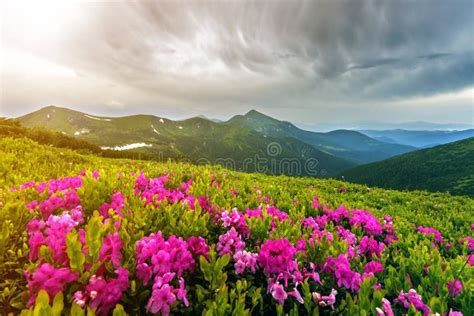 Beautiful View Of Pink Rhododendron Rue Flowers Blooming On Mountain