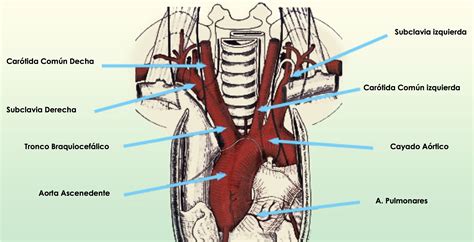 Manual de Cirugía Vascular Cap 17 Patología Oclusiva de T S A