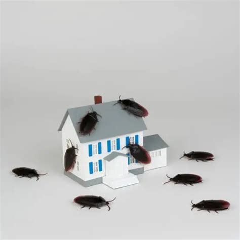 How Do Cockroaches Get In House