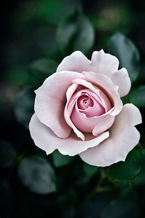 Rose Pink Flowers Romantic Romance Beautiful Beauty Love Emotions Nature Pxfuel