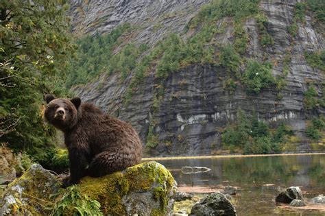 Great Bear Wild By Ian Mcallister Montecristo
