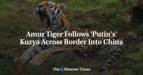 Amur Tiger Follows Putins Kuzya Across Border Into China