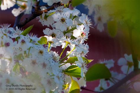 Memories of putivl _ oil on canvas on cardboard. My Wanderings Somewhere in Michigan: Flowering Trees of Spring