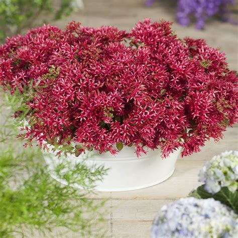 Sedum Dragons Blood Drought Tolerant Red Stonecrop Ground Cover Plant