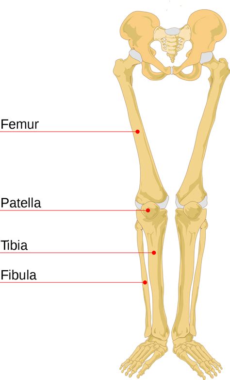 Human Leg Bone Clipart Images