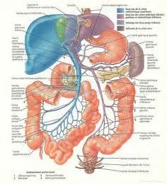 Getting a sense of human anatomy usually requires a look at what's going on inside, either through surgery or it's responsible for protecting the body from a variety of dangers including sunlight and chemicals. Human Organs Diagram Back View | Health and Wellbeing | Pinterest | Human body, Body organs and ...