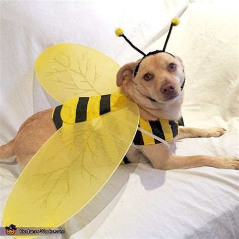 Pet Halloween Costume Bumblebee Hgtv Annadesignstuff Com