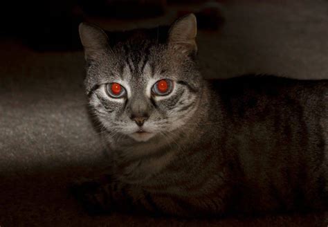 Why Do Some Cats Eyes Glow Red At Night Quora