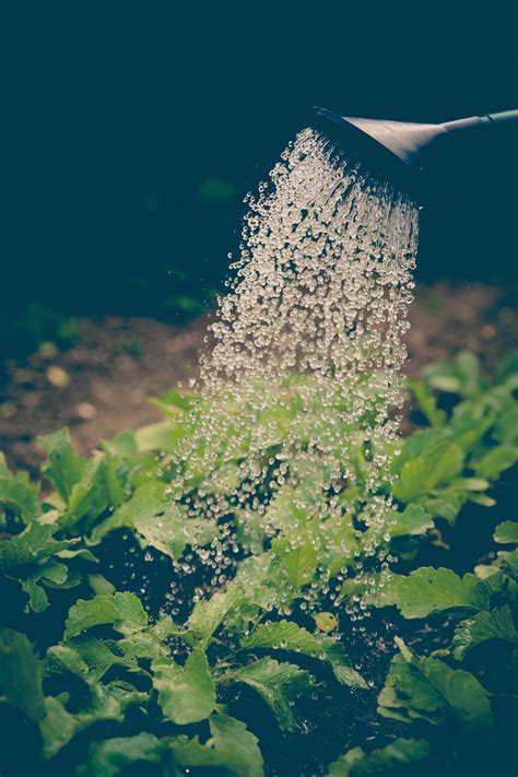 Man Planting Plant · Free Stock Photo