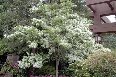 Tree with white flowers texas. White Fringe Tree - Monrovia - White Fringe Tree