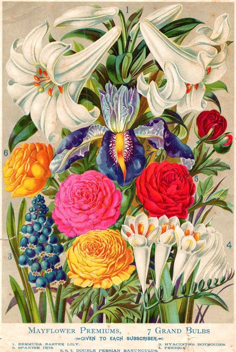The Vintage Moth Vintage Illustration Flowers