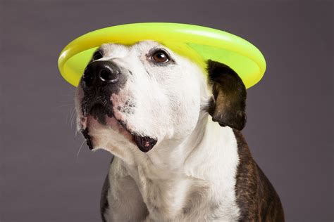 5 Best Frisbee Dog Breeds Doggiefetch