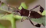 Photos of Leaf Footed Plant Bug Control