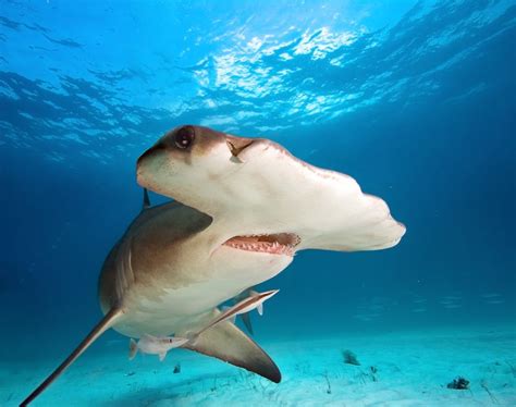 8 Strange Shark Facts To Sink Your Teeth Into Mnn