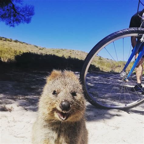 A quokka, the most happiest animal on earth. : pics