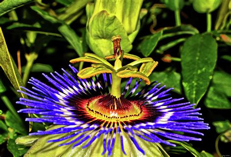 Blue Passion Flower 016 Photograph By George Bostian Fine Art America
