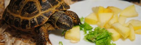 What Do Pet Turtles Eat Everything You Need To Know