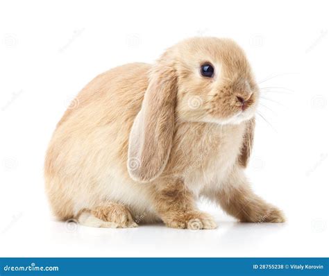 Long Eared Rabbit Stock Photo Image Of Single Lagomorpha 28755238
