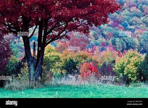 Fall Foliage In Sullivan County Ny The Foothill Of The Catskill