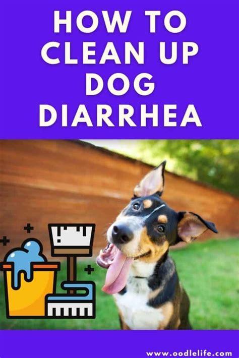 How To Clean Dog Diarrhea From Carpet With Baking Soda