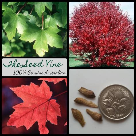 Acer Rubrum Red Maple The Seed Vine