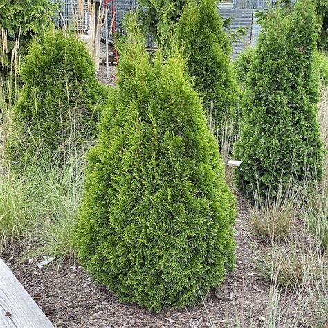 Thuja Occidentalis Smaragd Midwest Groundcovers Llc