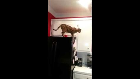 F2 Savannah Cat Jumping Youtube