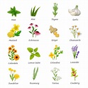 Lista 94+ Foto 100 Nombres De Plantas Con Imágenes Actualizar