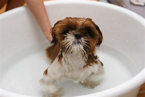 Dog Puppy Bath · Free Photo On Pixabay