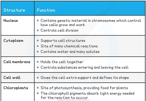 23 Functions Of Cell Structures Edexcel Igcse Biology Double