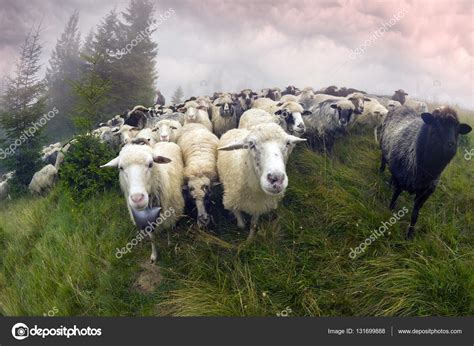 Sheep Grazing In Mist — Stock Photo © 131699888