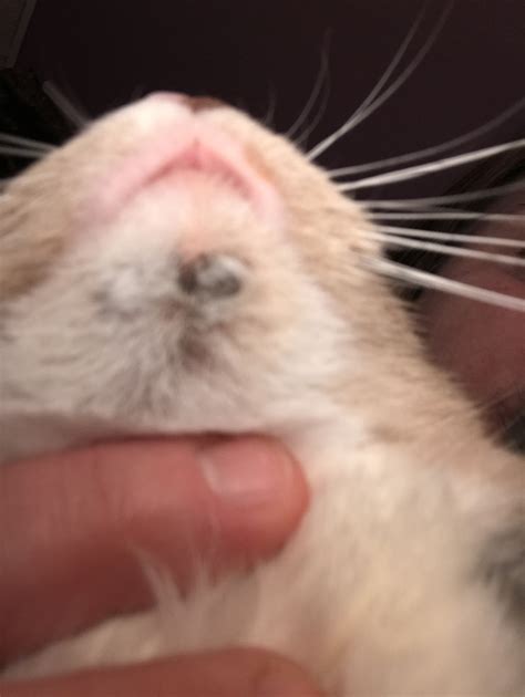 What Is This Regenerating Bug That Imbeds Itself In My Cats Chin Its